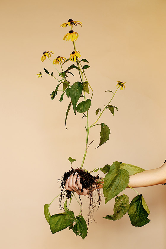 black eyed susans